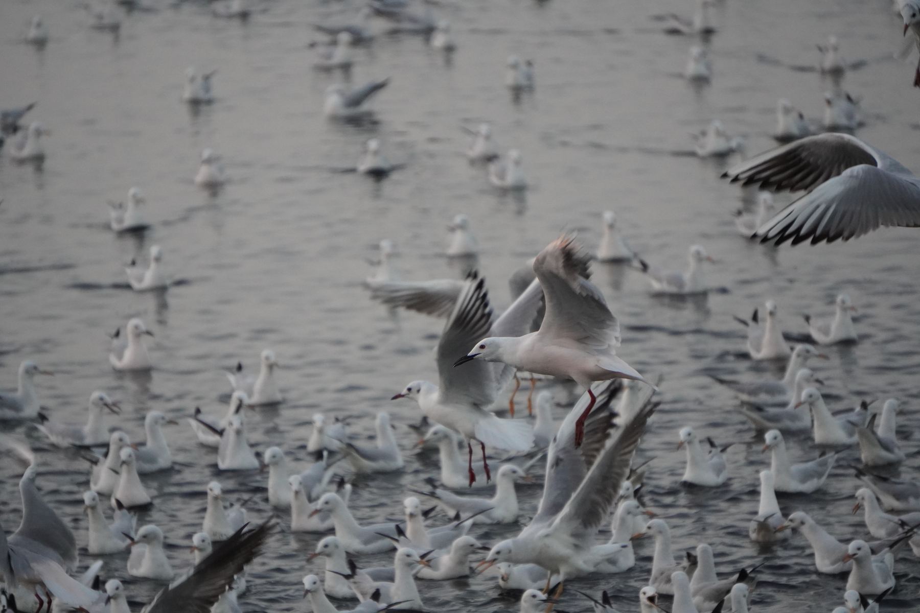 A flock of birds moving across the water