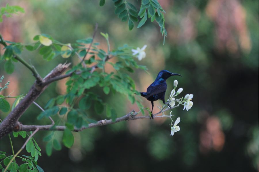 A blue bird beside pale flowers