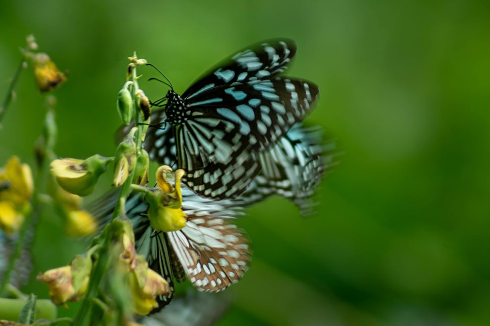 A blue and black butterfly on small flowers
