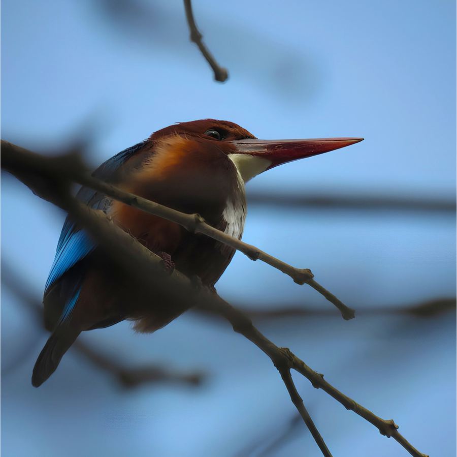 A brown bird on a bare branch against the sky