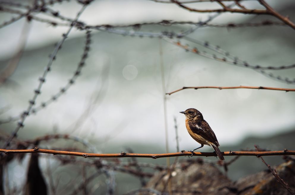 A small brown bird on a wire among bare branches