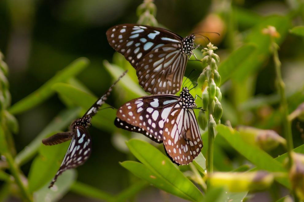 Several butterflies gathering on a leafy stem