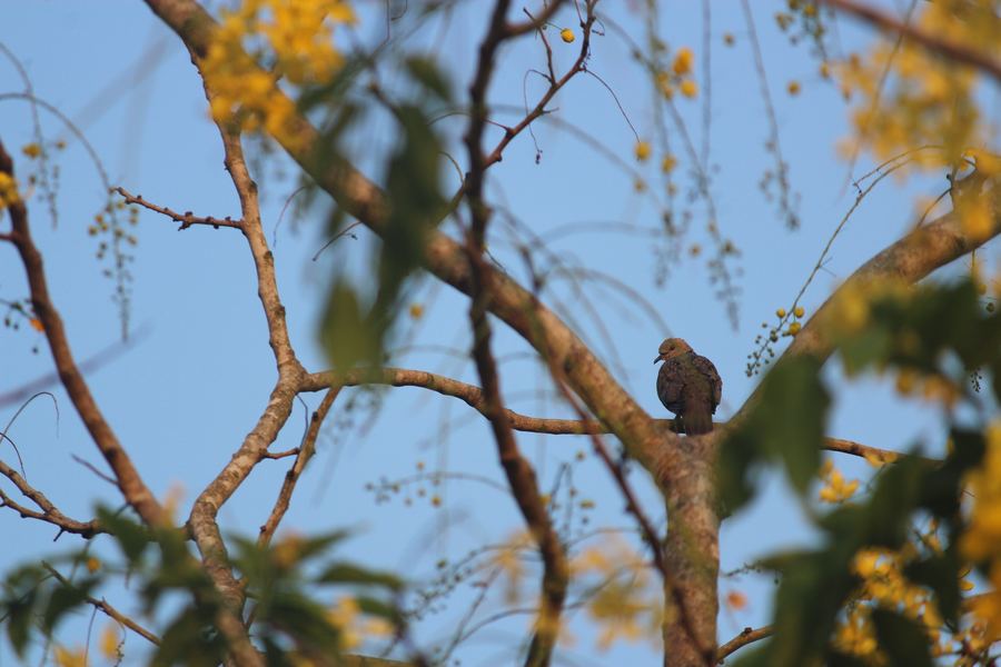 A dove perched among yellow flowers and branches