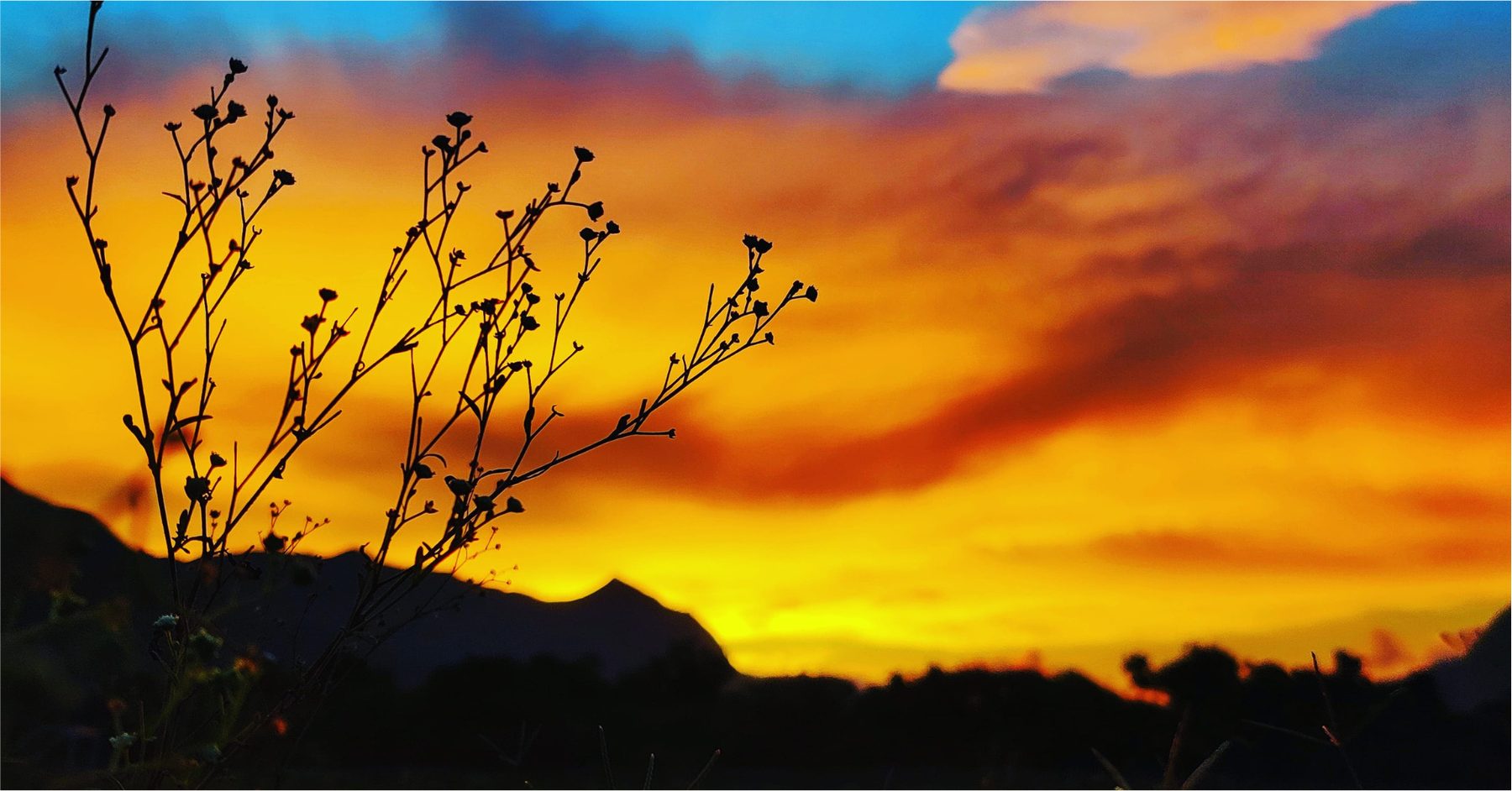 Silhouetted stems against a vivid orange sunset