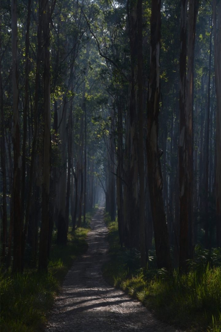 A quiet path beneath tall trees