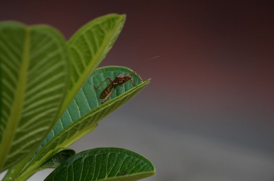 A grasshopper on a broad green leaf