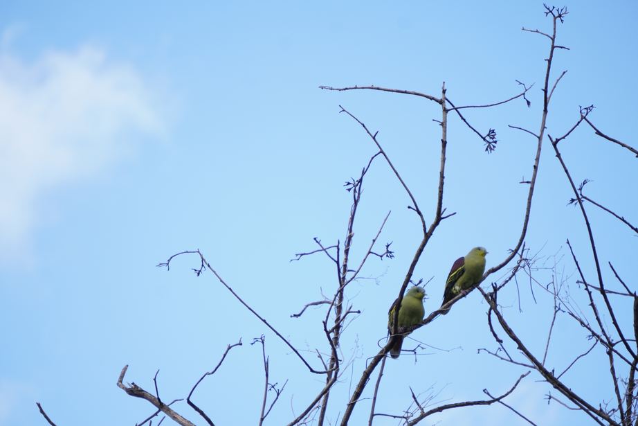 Two green birds on a bare branch against the sky