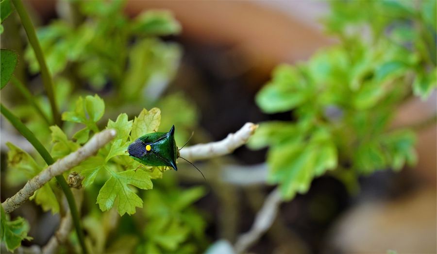 An iridescent green insect on a leafy branch