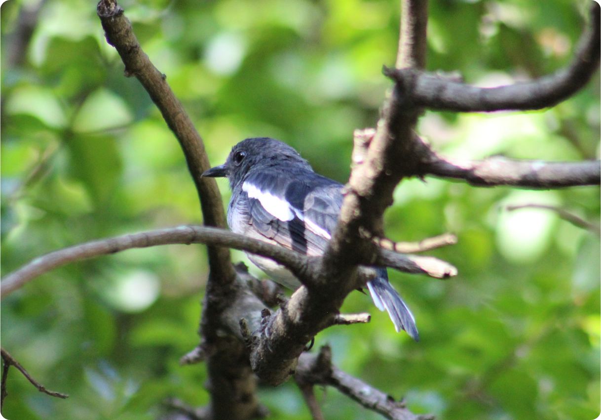 A grey-blue bird perched on a branch