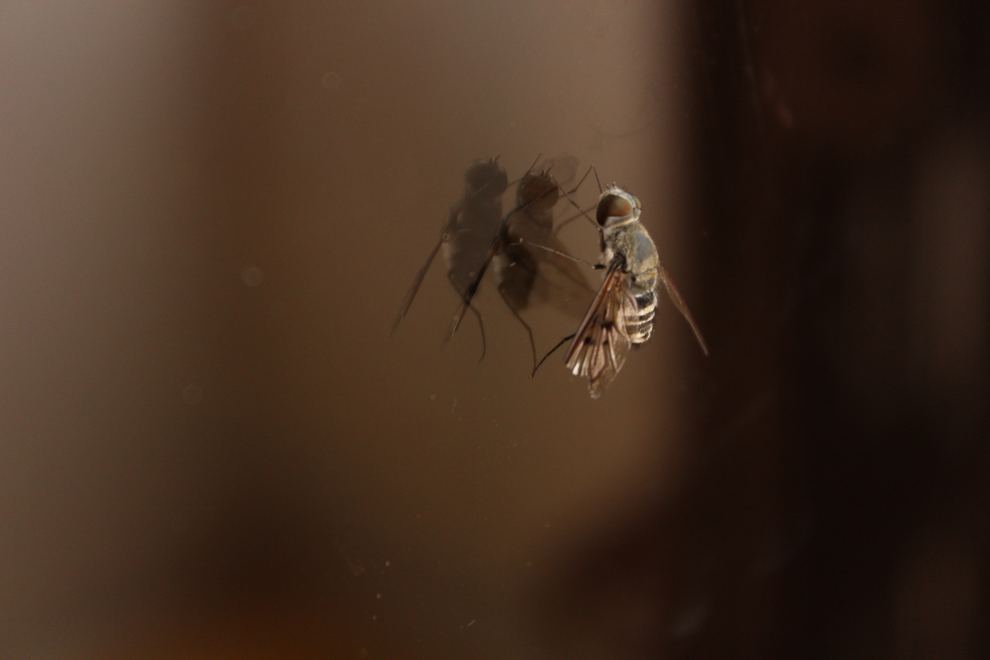Two insects hovering together in warm light