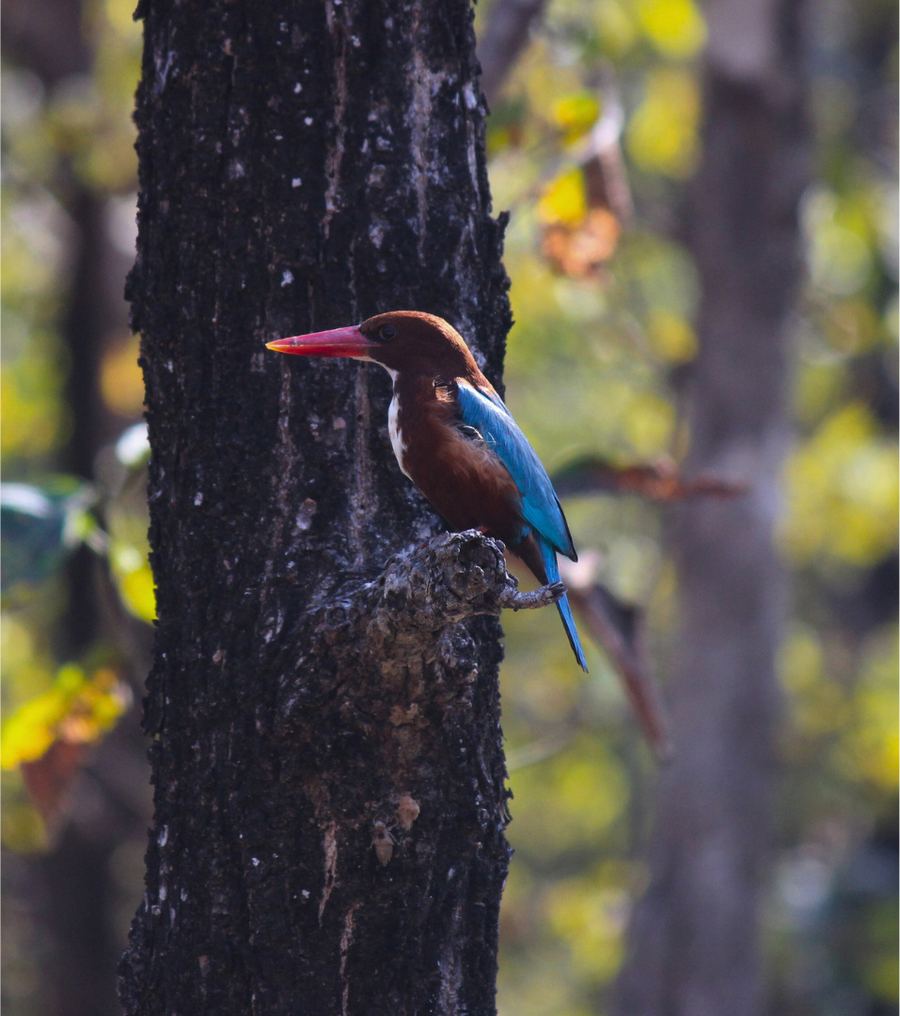 A kingfisher against the dark bark of a tree