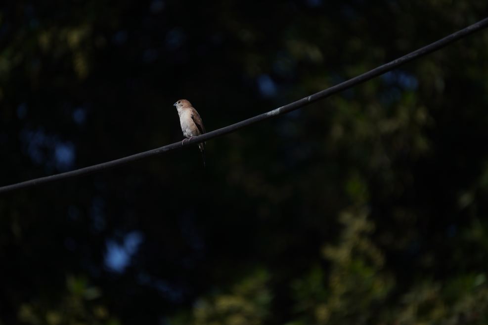 A small pale bird perched on a wire at dusk