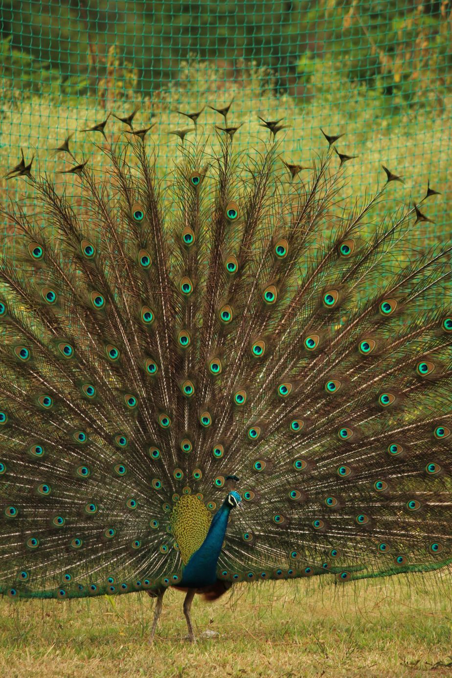 A peacock displaying its tail in a grassy clearing