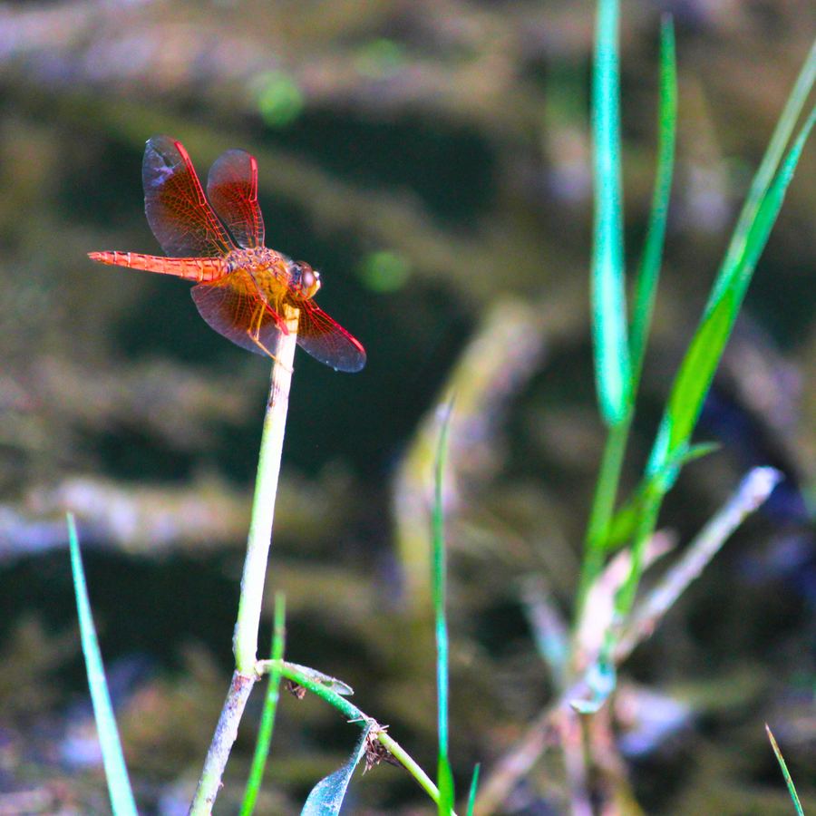 A red dragonfly resting on a thin stem