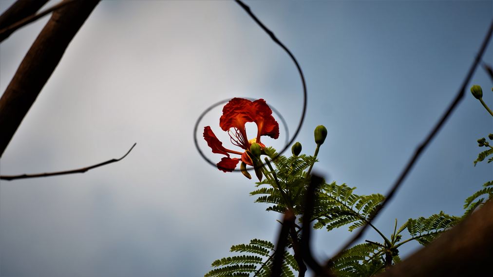A red flower silhouetted against the sky
