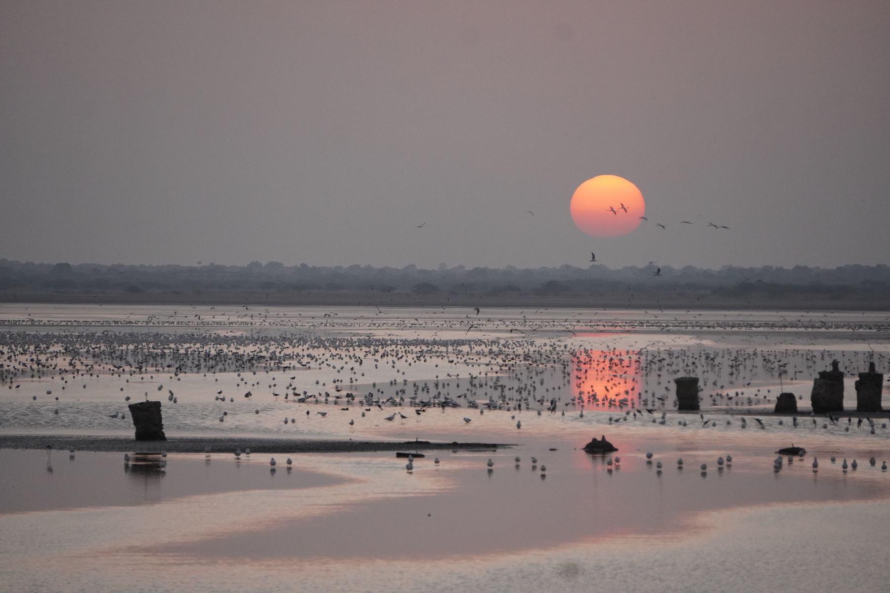The sun setting over water and distant birds