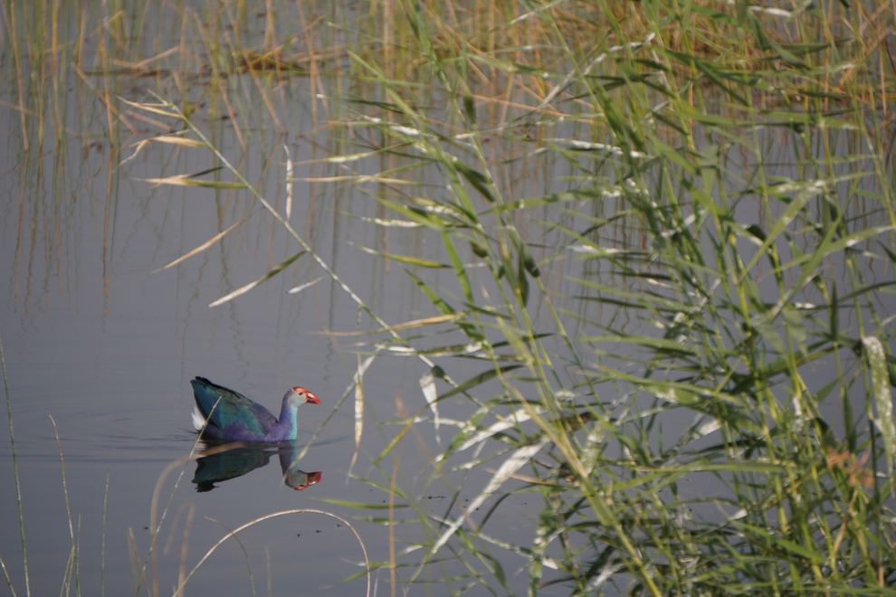 A colorful waterbird lifting from the reeds